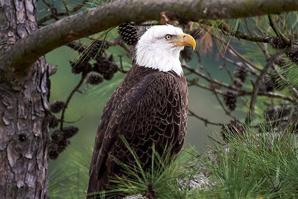 Audubon donation thnl